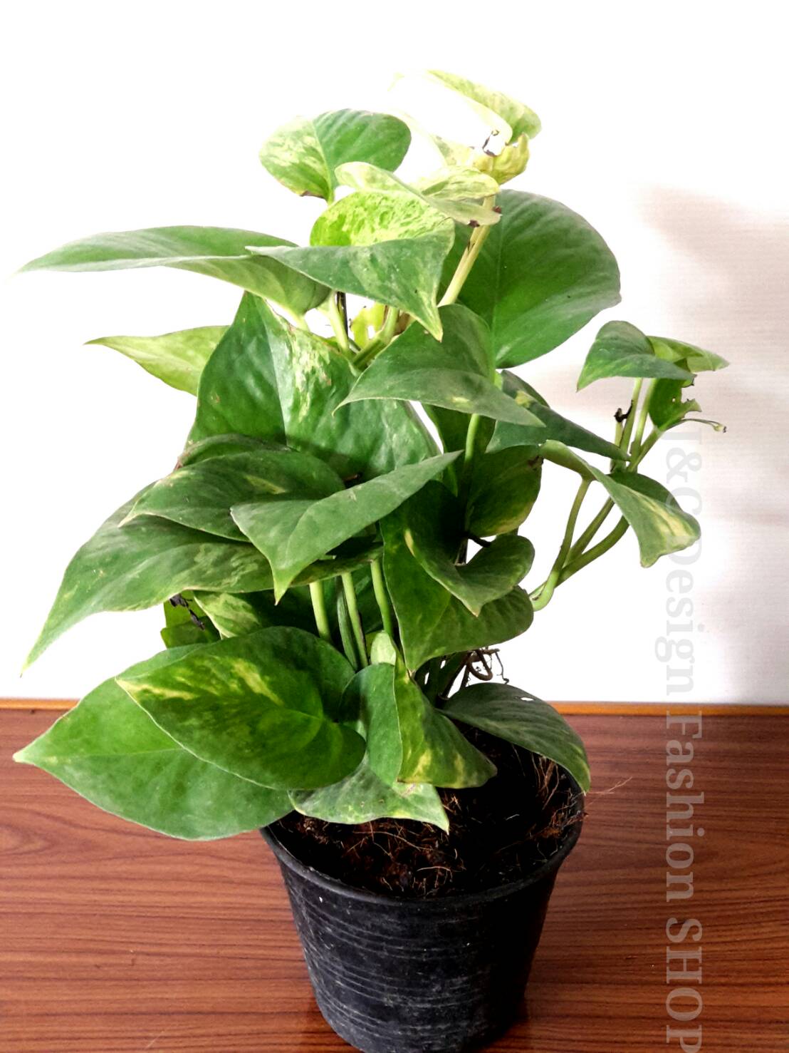 พลูด่างฟอกอากาศ พลูด่าง พลูด่างไม้ประดับ