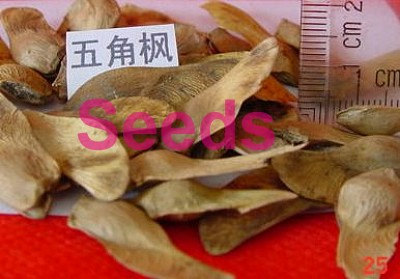 Acer Truncatum Chinese Shantung Maple Tree Purple Blow Painted