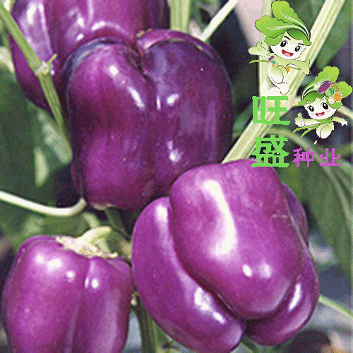 purple bell peppers seed พริกหวานม่วง 10 เมล็ด