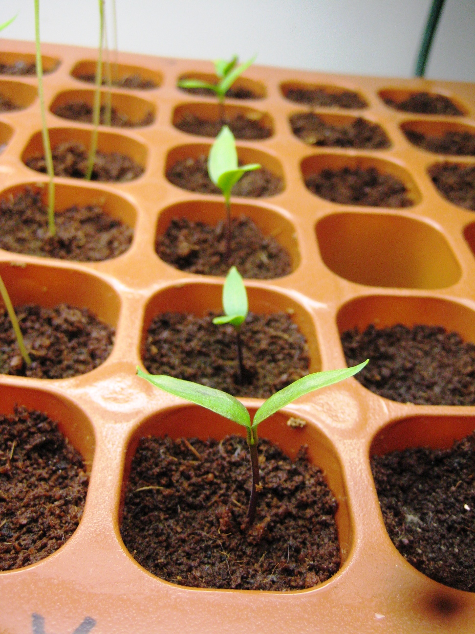 orange pepper seed เมล็ดพริกหวานสีส้ม 10 เมล็ด