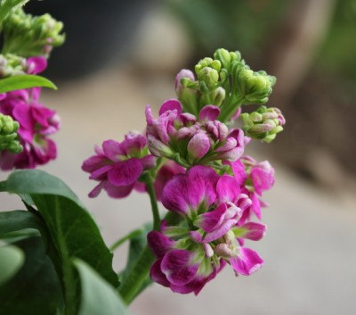 Matthiola