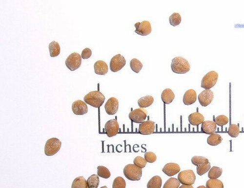 White Radish Radishes Globe Vegetable(30) เมล็ดราดิส สีขาว 30 เมล็ด