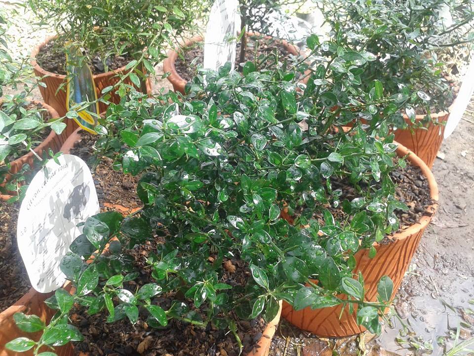 ต้นมะนาวนิ้วมือ (Finger Lime) เลือกสายพันธุ์ได้