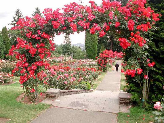 Climbing Rose Seeds Climber Fire Red Perennials Flower