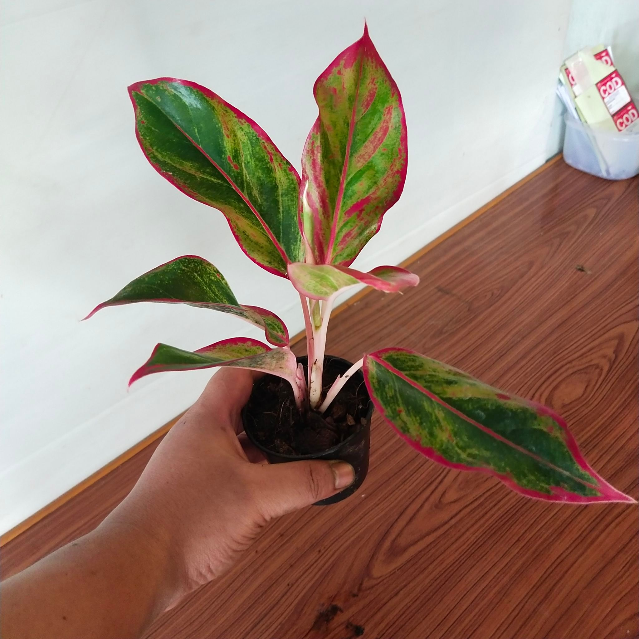 #ต้นแสงเงินแสงทอง