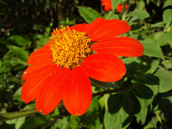 100 กรัม 10,000 เมล็ด Mexican Sunflower Tithonia Rotundifolia