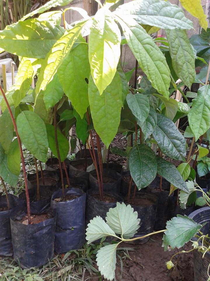 ต้นอาโวคาโดพันธุ์แฮส Avocado Hass