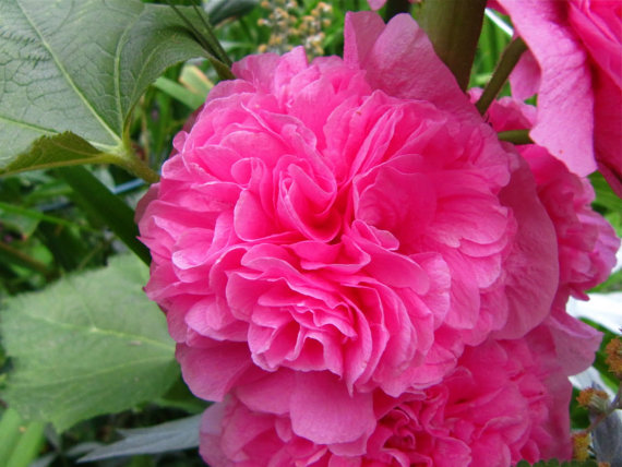 Althaea Marsh Mallow Hollyhock Mallards Flower