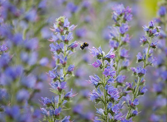 20000 เมล็ด 100 กรัม Echium vulgare Exotic Garden Flower