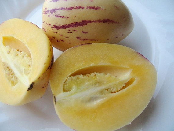 MURICATUM pepino melon