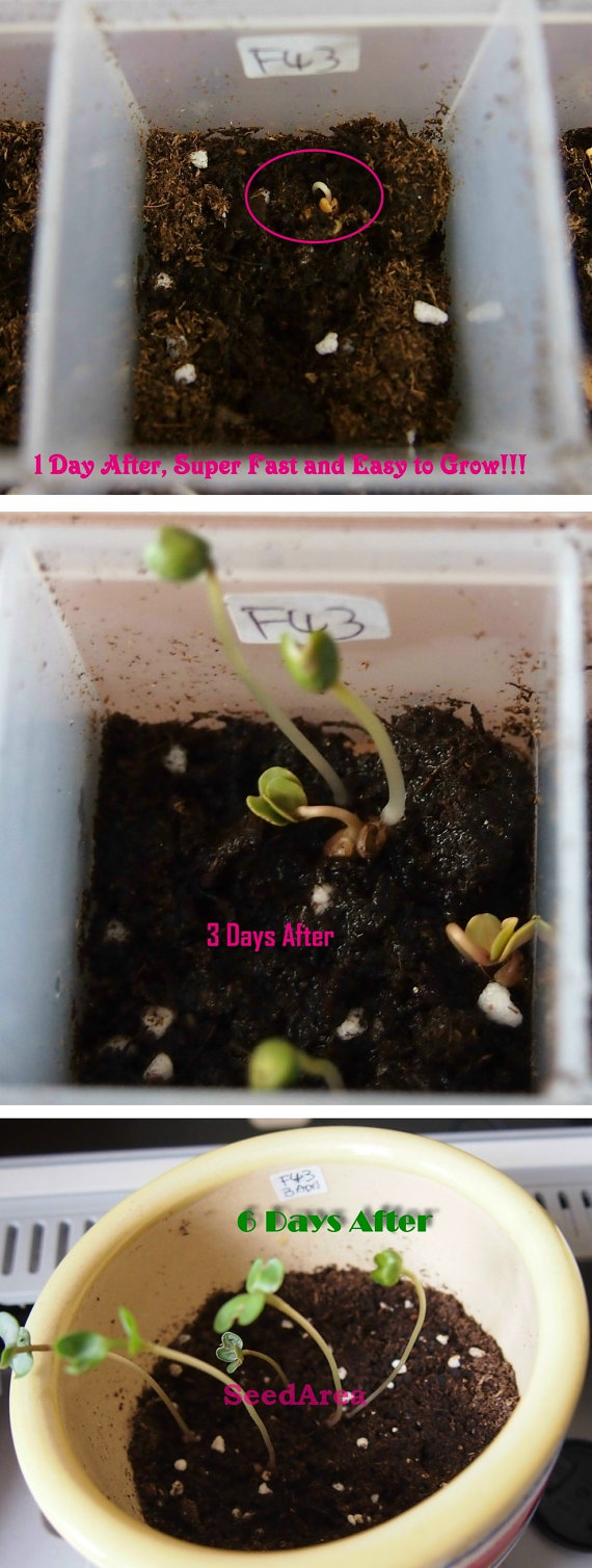 Organic Heirloom Watermelon Radish Vegetable(30) เมล็ดราดิส 30 เมล็ด