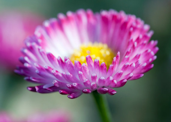English Daisy Monstrosa Corsican Bellis Perennis Flower