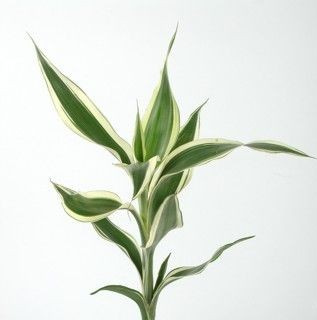 ไผ่เงินเจริญทรัพย์