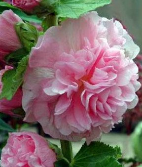 Althaea Alcea rosea Hollyhock Mixed color