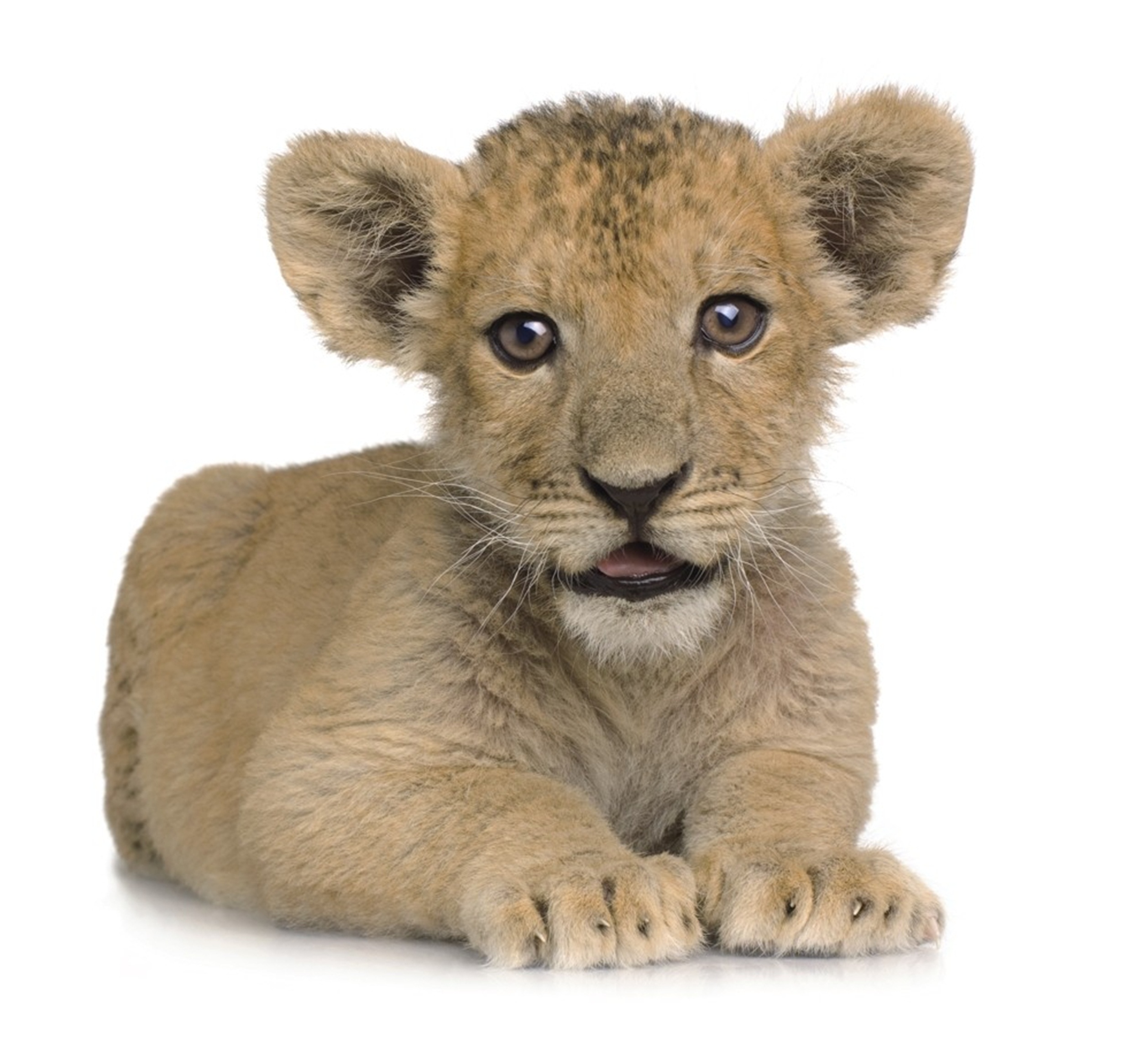 วอลเปเปอร์ การ์ตูนKID-B38