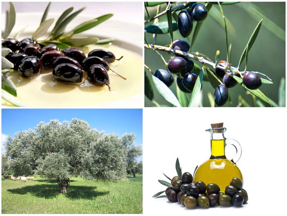 Organic fresh Olive tree seeds / Olea europaea / Edible / Kalamata / Greece