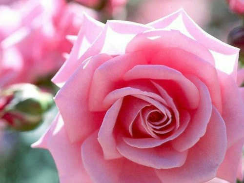 Pink Roses Rose Gentleness Admiration Flower