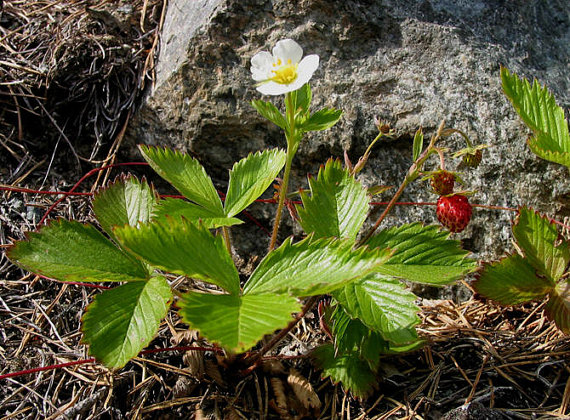 Wild strawberry seeds RUGIA