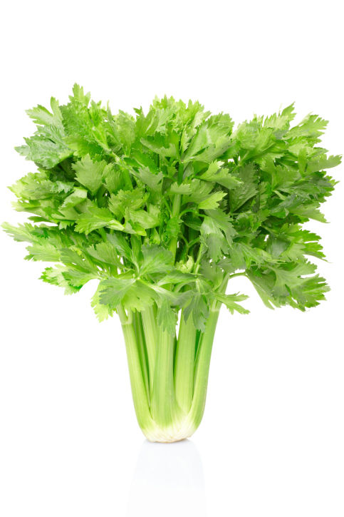 ขึ้นฉ่าย Celery