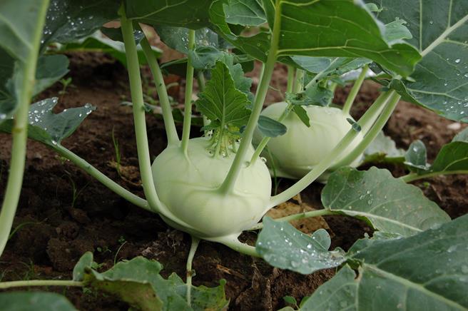 กะหล่ำปม Kohlrabi