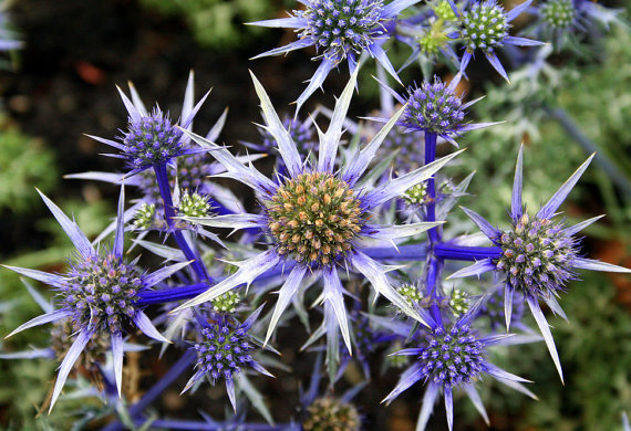 Sea Holly Sea Hollies Blue Star Garden Purple Flower