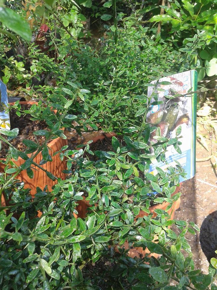 ต้นมะนาวนิ้วมือ (Finger Lime) เลือกสายพันธุ์ได้