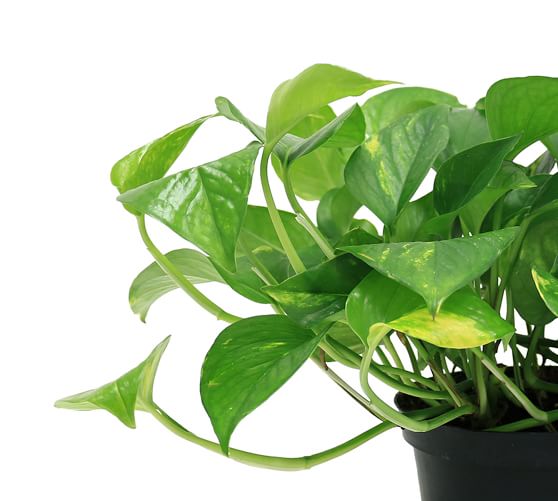 พลูด่างฟอกอากาศ พลูด่าง พลูด่างไม้ประดับ