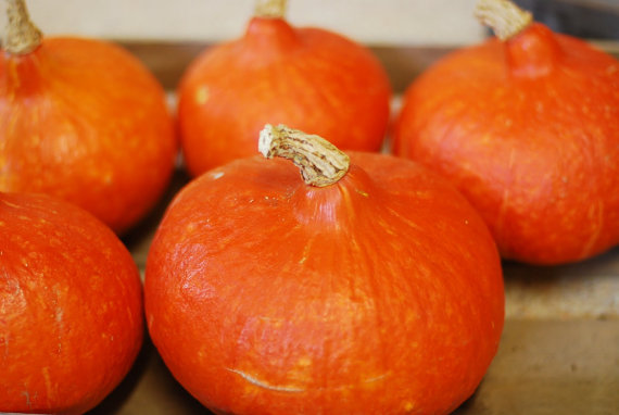 Japanese squash seeds UCHIKI KURI Red kuri, Red Onion squash