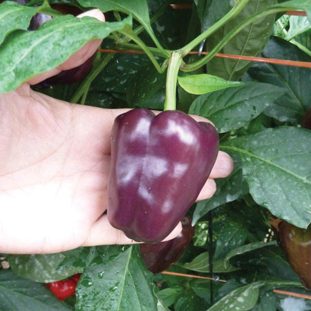 purple bell peppers seed พริกหวานม่วง 10 เมล็ด