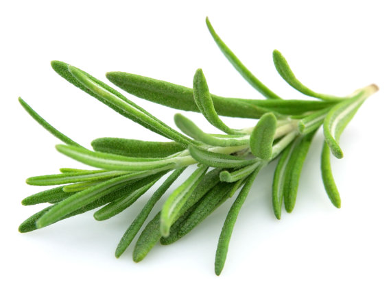 RARE aroma Rosemary Rosmarinus Officinalis Evergreen mist of the sea Cooking Perennial Herb