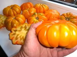 Tomato Seeds American ribbed orange.Collection