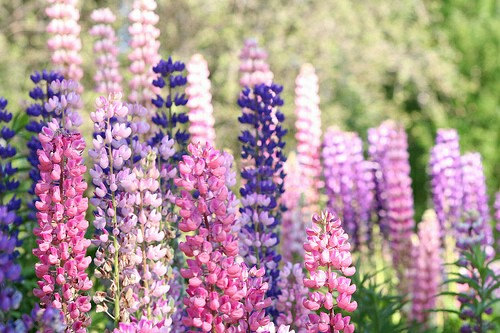 Lupin Lupinus Lupine Bluebonnet Texas Bluebonnet Mixed Flower(25) เมล็ดดอก Lupin Lupinus คละสี 25 เมล็ด