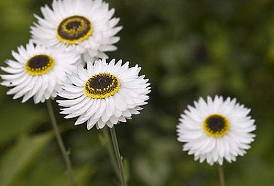 25000 เมล็ด 100 กรัม Helipterum Australian Crisp Everlasting Seed