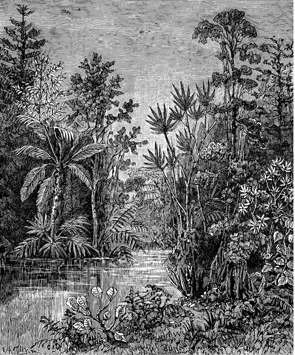 วอลเปเปอร์ภาพป่าเขตร้อน Tropical (สั่งผลิต)