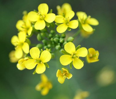 100 กรัม 26,000 เมล็ด Rapeseed Vegetable Seeds