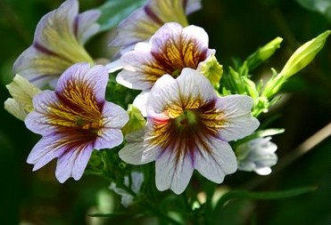 333,000 เมล็ด 100 กรัม Salpiglossis Painted Tube Tongue Velvet Trumpet Flower