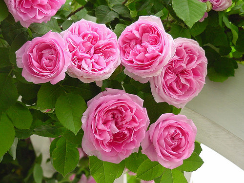 Climbing Rose Seeds Climber Pink Perennials