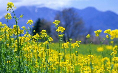 100 กรัม 26,000 เมล็ด Rapeseed Vegetable Seeds