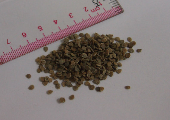 50000 เมล็ด 100 กรัม Tomato Lycopersicon Esculentum Cherry Tomatoes