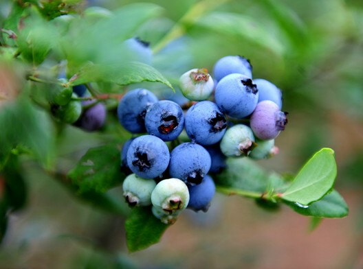 Blueberry Seeds ชุดใหญ่ 200 เมล็ด