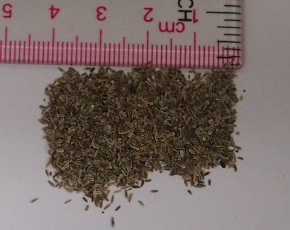 333000 เมล็ด 100 กรัม Achillea millefolium Yarrow Sneezewort Paprika mix Flower