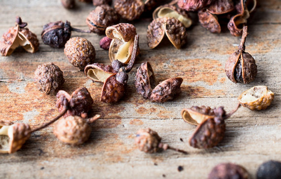 Zanthoxylum Simulans Szechuan Sichuan Pepper Herb