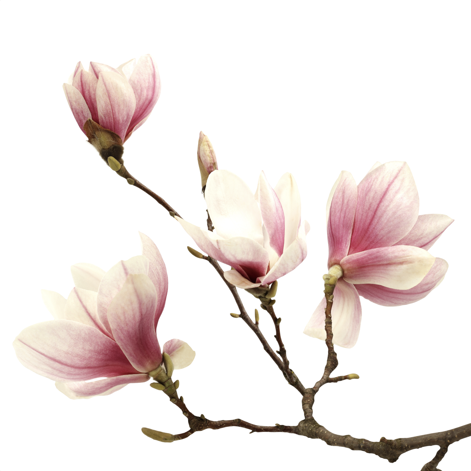วอลเปเปอร์ภาพดอกไม้ (สั่งผลิต)