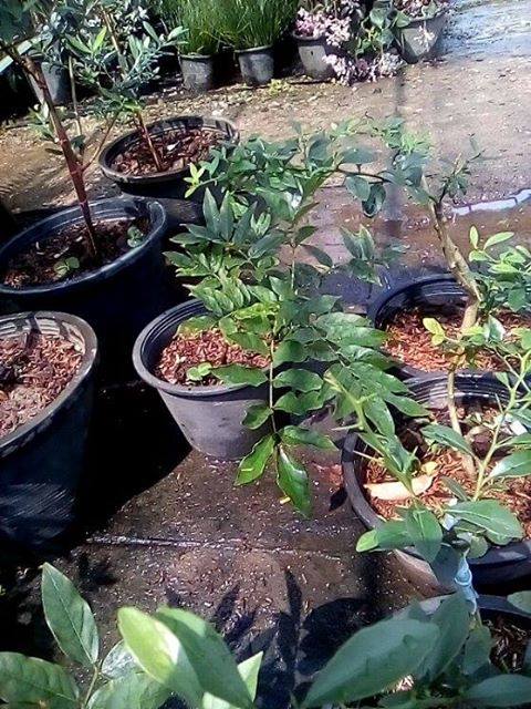 ต้นวิสทีเรีย (wisteria) ชำกิ่ง ดอกสีชมพู