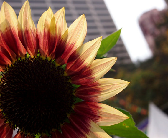 1600 เมล็ด Skyscraper Helianthus Brown Center Sunflower