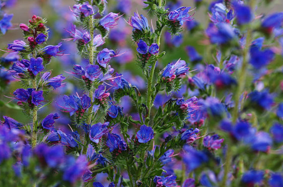 20000 เมล็ด 100 กรัม Echium vulgare Exotic Garden Flower