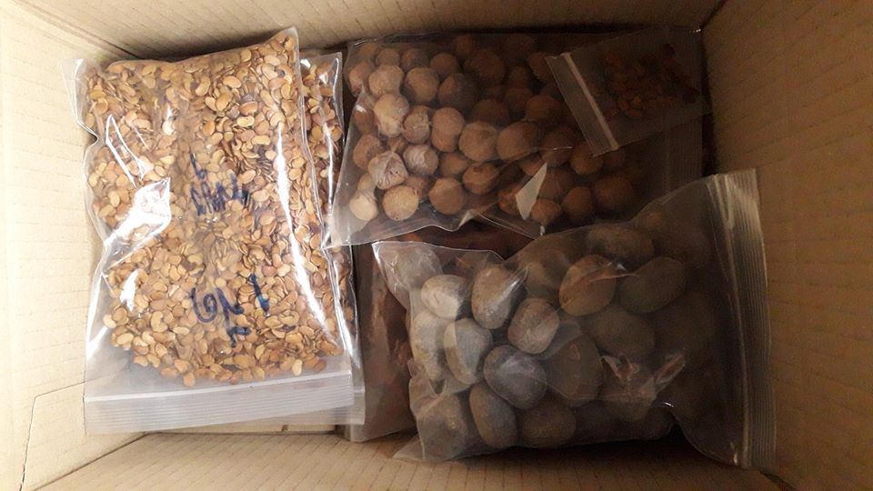 ประดู่ป่า กิโลกรัมละ 4500 บาท