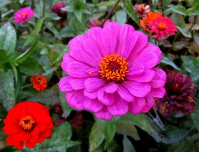 9000 เมล็ด 100 กรัม Zinnia elegans Rocky Mountain Plains Mix Flower