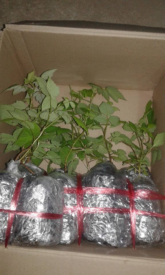 ต้นเรดราสเบอร์รี่ Redraspberry พันธุ์ Amity