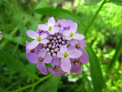 IBeris Gibralterica Snowflake Annual Rocket Candytuft Garden Flower